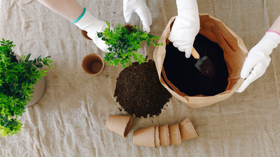 Wonderfuel 1 - for seeds, cuttings and houseplants 25L - image 3